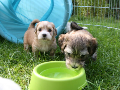 Bichon Havanais hvalpe hos Kennel Miki Nanoq